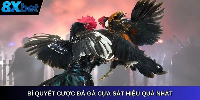 Bí quyết cược đá gà cựa sắt hiệu quả nhất