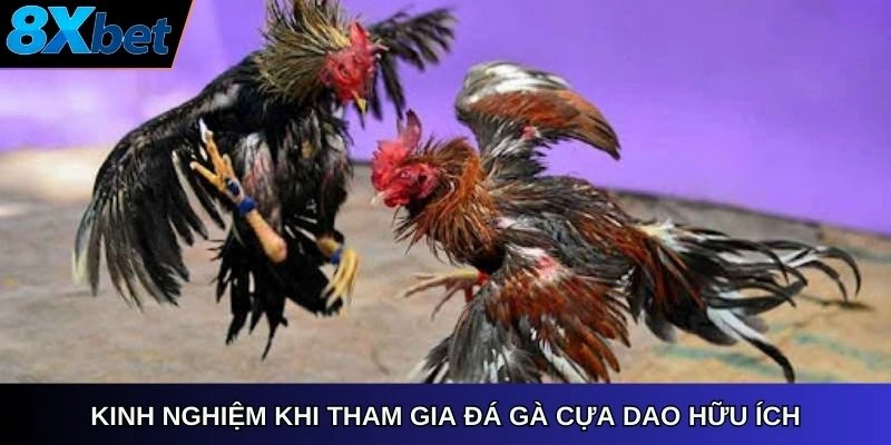 Kinh nghiệm khi tham gia đá gà cựa dao hữu ích