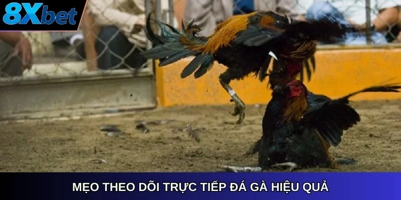 Mẹo theo dõi trực tiếp đá gà hiệu quả