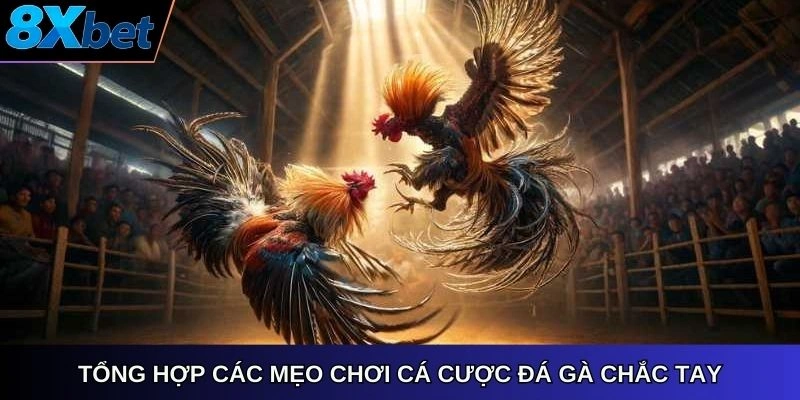 Tổng hợp các mẹo chơi cá cược đá gà chắc tay